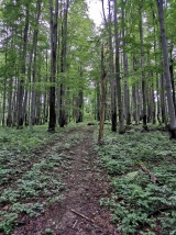 Medzilaborecká vrchovina- Paseky
